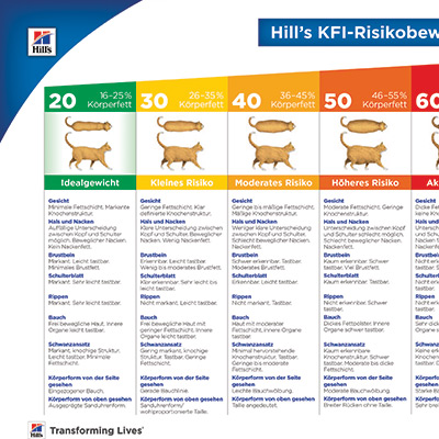 KFI Risikobewertung für Katzen