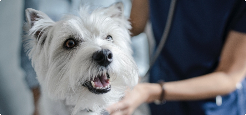 Kleiner weißer Terrier wird in der Tierarztpraxis untersucht