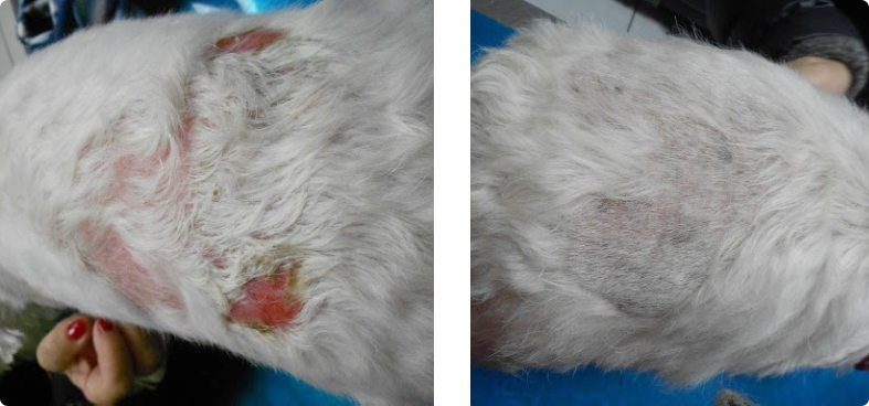 Hautzustand eines Hundes vor und nach Derm Complete