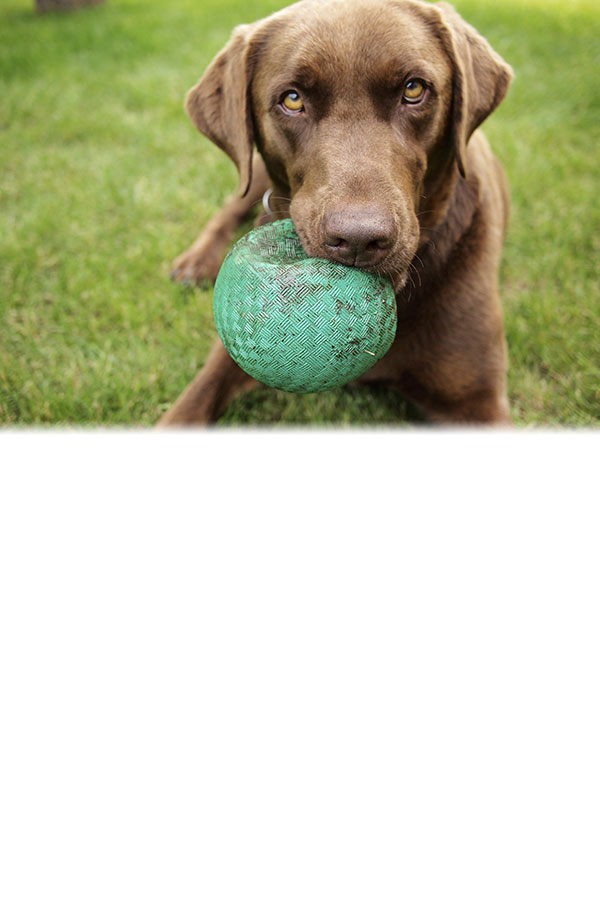 Hund mit Ball